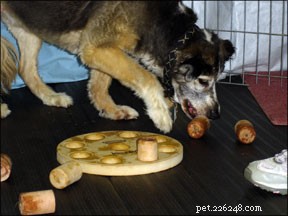Cognitive Dysfunction Syndrome in Senior Dogs: Signs, Care, and Home Management