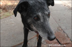 Cognitive Dysfunction Syndrome in Senior Dogs: Signs, Care, and Home Management
