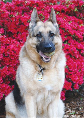 A Compassionate Guide to Preparing for Your Dog’s Final Days