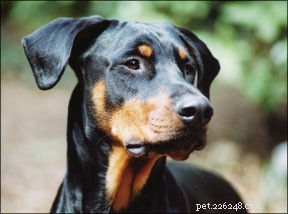 A Compassionate Guide to Preparing for Your Dog’s Final Days