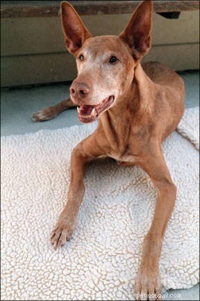 Professional Dog Hospice Care: Options & Guidance
