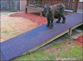 Professional Dog Hospice Care: Options & Guidance