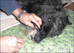 Professional Dog Hospice Care: Options & Guidance