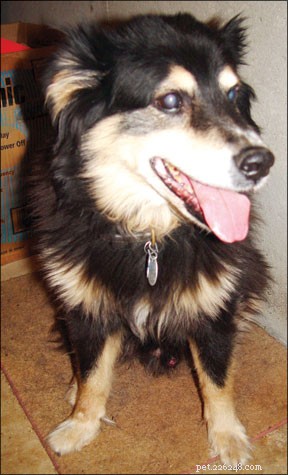 Essential Tips for Caring for an Elderly Dog