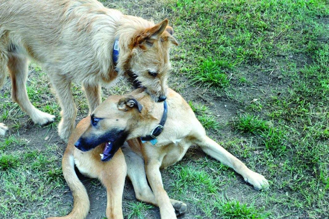 How to Find the Perfect Playmate for Your Dog
