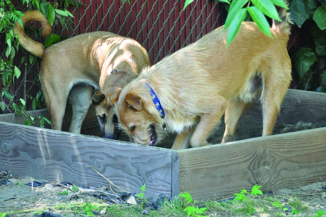 How to Find the Perfect Playmate for Your Dog