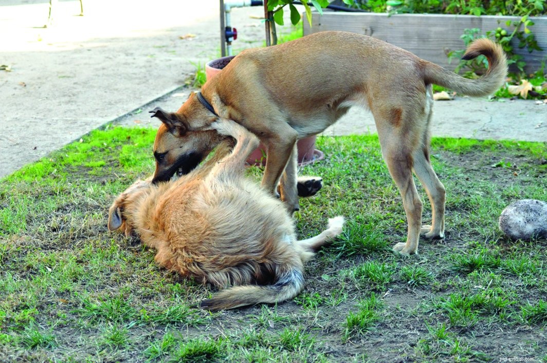 How to Find the Perfect Playmate for Your Dog
