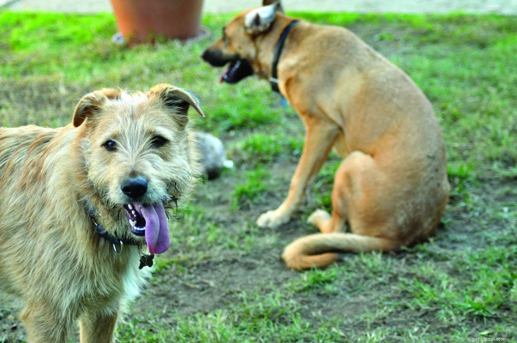 How to Find the Perfect Playmate for Your Dog