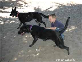 Keep Your Dog Safe at the Dog Park: Expert Tips for a Secure Visit