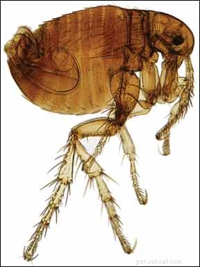 Why Controlling Fleas is Essential for Preventing Bubonic Plague