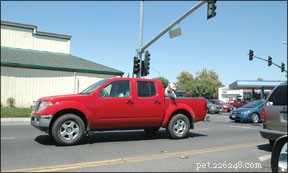 Ensure Your Dog s Safety: Choosing the Right Car Harness