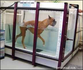 Hydrotherapy for Dogs: Boost Health, Strength, and Recovery