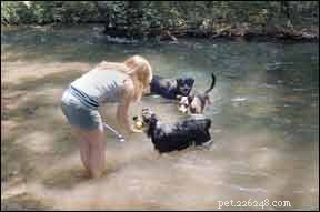 5 Proven Ways to Protect Your Dog from Heat Stroke