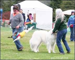 K9 Drill & Demo Team: A Powerful Socialization Experience for Dogs