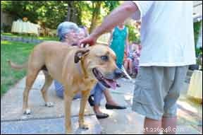 How to Invite Your Dog to Family Visits: Tips for Smooth Stays