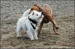 Essential Dog Park Rules for Safety and Compliance