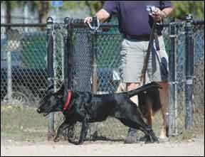 Essential Dog Park Rules for Safety and Compliance