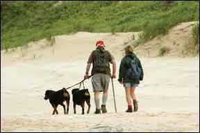 Traveling with Your Dog? Tips for a Smooth, Enjoyable Vacation