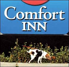 Traveling with Your Dog? Tips for a Smooth, Enjoyable Vacation
