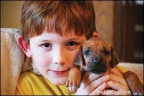 Fostering a Lifelong Bond: Teaching Children to Love Dogs Early