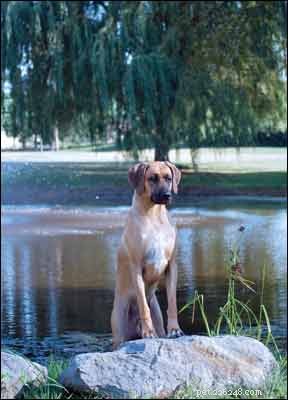 Adopt a Comprehensive Holistic Care Plan for Your Dog’s Health