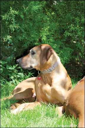 Adopt a Comprehensive Holistic Care Plan for Your Dog’s Health