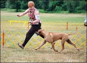 Adopt a Comprehensive Holistic Care Plan for Your Dog’s Health