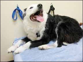 Traditional Chinese Medicine Insights on Why Dogs Pant
