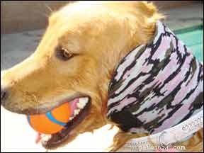 Canine Swim Caps: Enhancing Your Dog’s Safety and Comfort in Water
