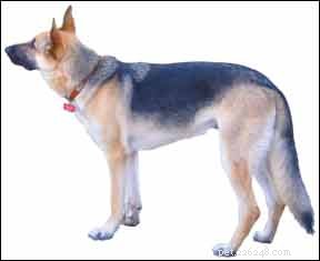 Cold Tail: Causes, Symptoms, and Prevention in Swimming Dogs