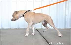 No-Pull Dog Harness Review: The Best Front-Clip Solution for Gentle Walking