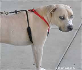 No-Pull Dog Harness Review: The Best Front-Clip Solution for Gentle Walking