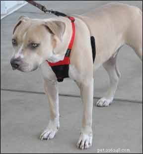 No-Pull Dog Harness Review: The Best Front-Clip Solution for Gentle Walking