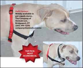 No-Pull Dog Harness Review: The Best Front-Clip Solution for Gentle Walking