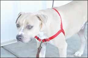 No-Pull Dog Harness Review: The Best Front-Clip Solution for Gentle Walking