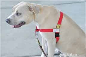 No-Pull Dog Harness Review: The Best Front-Clip Solution for Gentle Walking