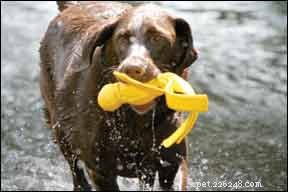 Protect Your Dog: Essential Pool Safety Tips for Summer