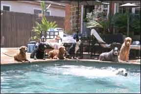Protect Your Dog: Essential Pool Safety Tips for Summer