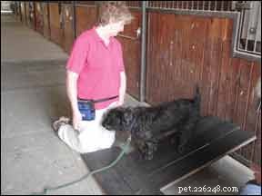 Train Your Dog to Trim Nails with an Emery Board: A Simple, Dog-Friendly Method