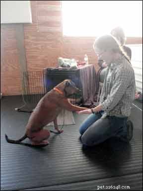 Gentle Dog Nail Trimming: Safe, Stress-Free Techniques