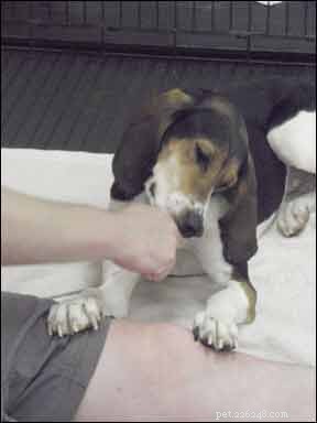 Gentle Dog Nail Trimming: Safe, Stress-Free Techniques