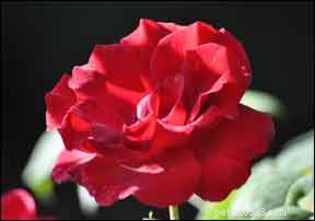 Roses: A Holistic Solution for Your Dog s Health and Wellbeing
