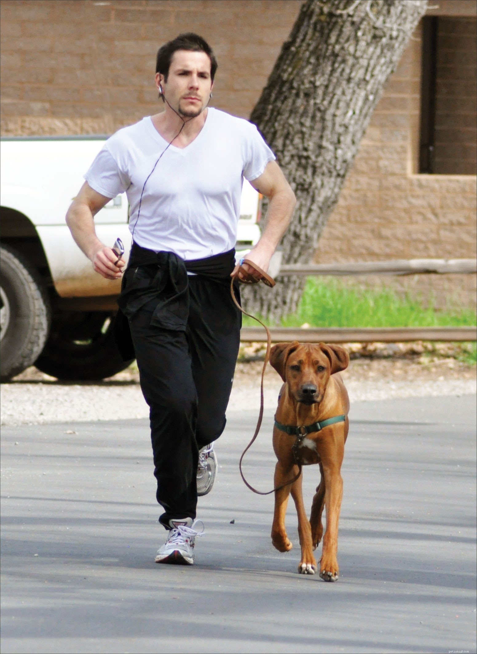 The No‑Pull Harness Debate: Are Front‑Clip Designs Harmful to Canine Health?