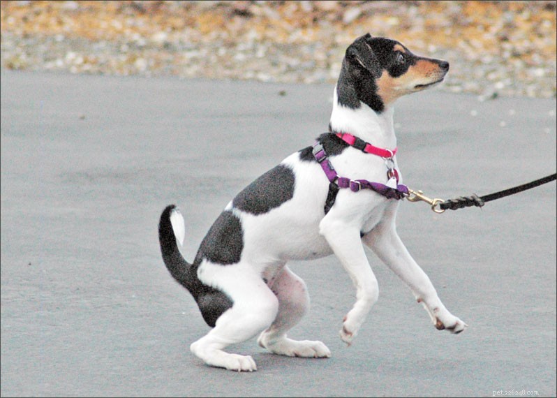 The No‑Pull Harness Debate: Are Front‑Clip Designs Harmful to Canine Health?