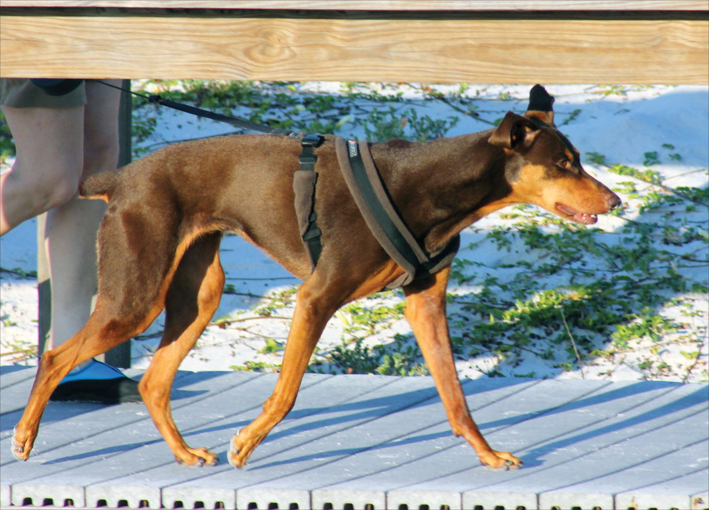 How to Select the Perfect Dog Harness for Comfort & Control