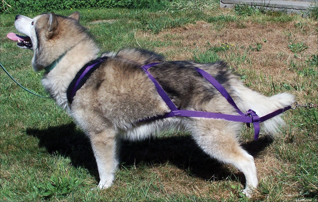 How to Select the Perfect Dog Harness for Comfort & Control
