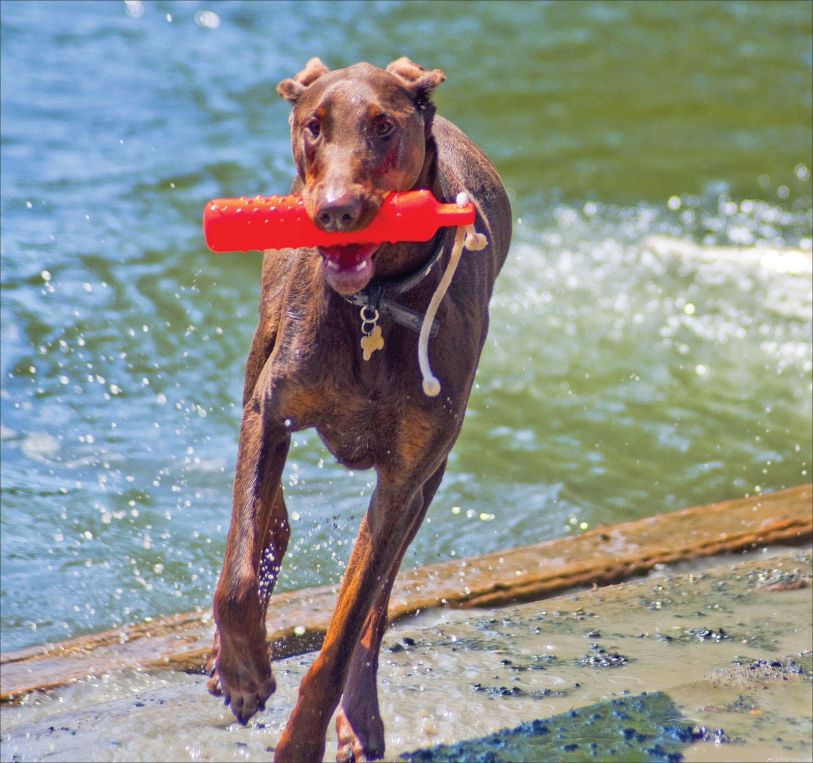 Hidden Hormone‑Disrupting Chemicals in Common Dog Toys: What Owners Need to Know