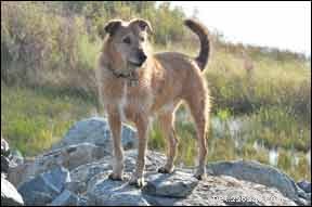 Canned Food Review: Mixed‑Breed vs. Pure‑Breed Nutrition & Spotlight on Hound & Gatos
