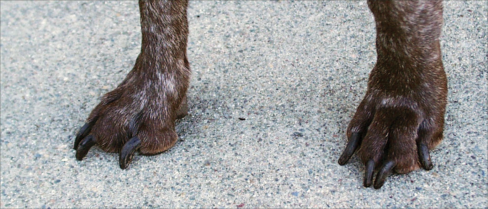 Maintain Your Dog s Healthy Feet: Expert Nail Care Tips