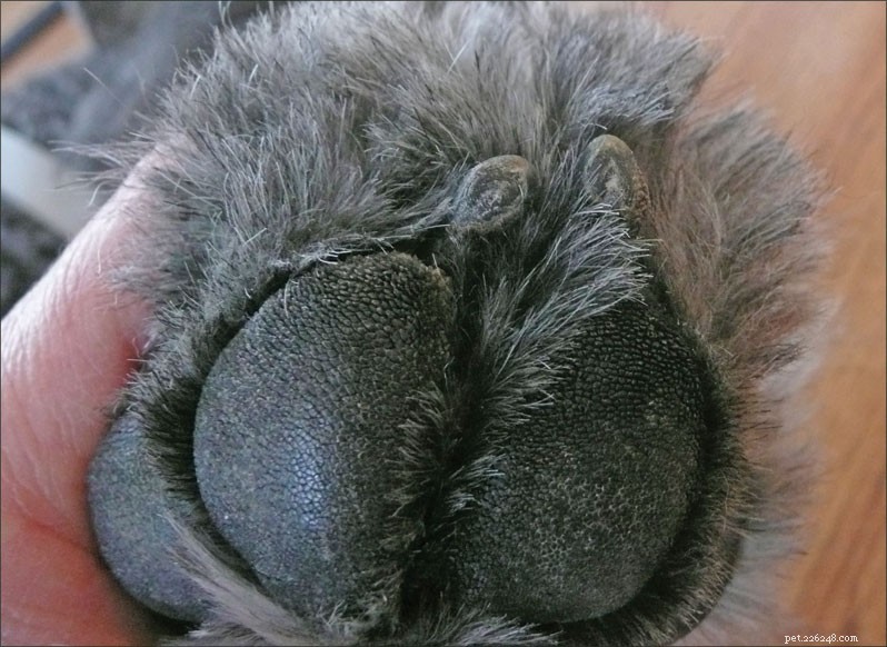 Maintain Your Dog s Healthy Feet: Expert Nail Care Tips